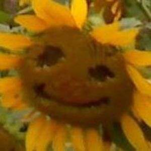 Meet your Posher, Robin